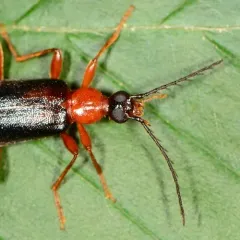 Canada Fire-colored Beetle thumbnail 1