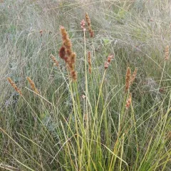 fox sedge thumbnail 3