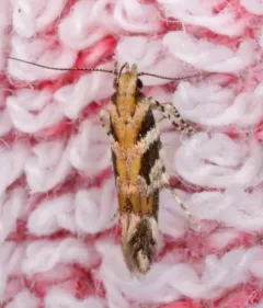 Pink-washed Aristotelia Moth thumbnail 3