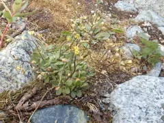 Alaska Draba thumbnail 1