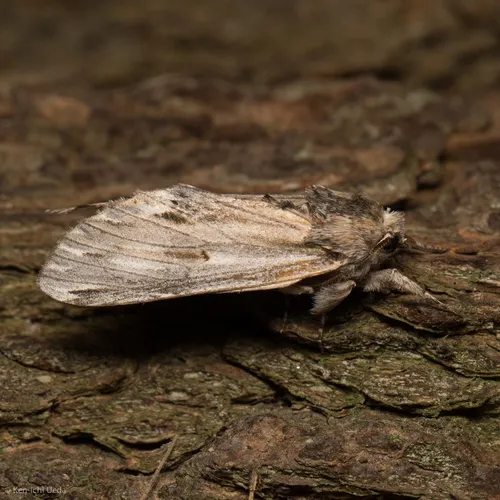 White-streaked Prominent