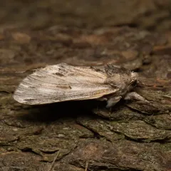 White-streaked Prominent thumbnail 1