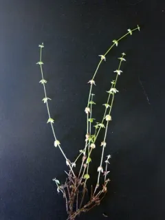 Piedmont Bedstraw thumbnail 3