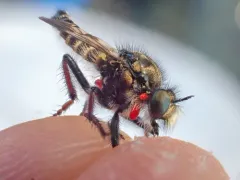 Cyrtopogon bimaculus thumbnail 4