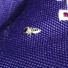 White-jawed Jumping Spider thumbnail 2