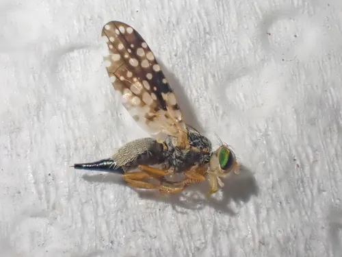 Campiglossa murina