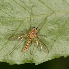 Rhagio gracilis thumbnail 2