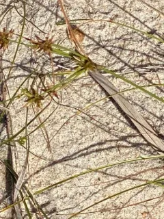 Gray's Flatsedge thumbnail 2