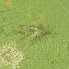 Stenochironomus cinctus thumbnail 4