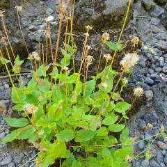broadleaf arnica thumbnail 2