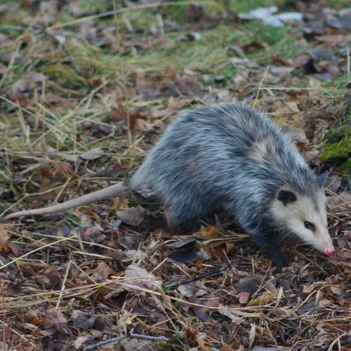 Virginia Opossum