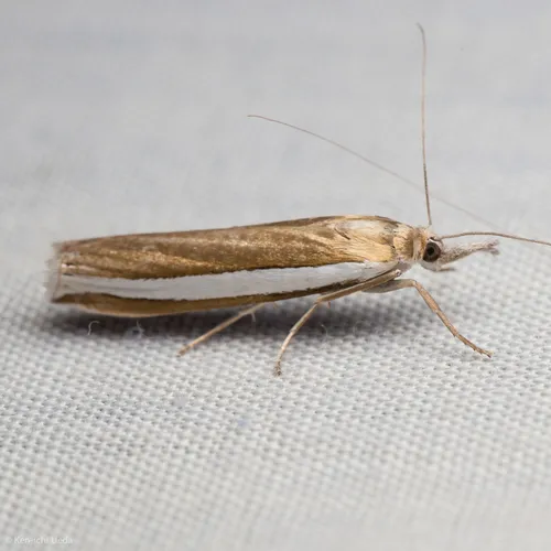 Wide-striped Grass-veneer