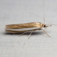 Wide-striped Grass-veneer thumbnail 1