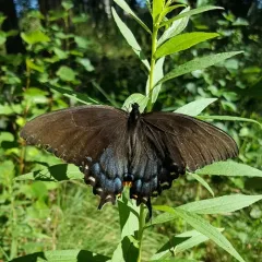 Eastern Tiger Swallowtail thumbnail 4