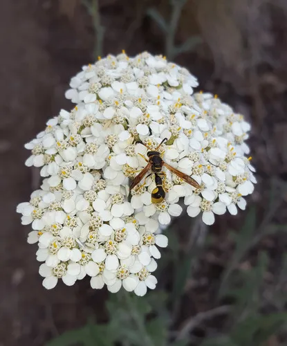 Boll's Potter Wasp