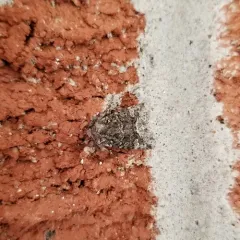 Olive Arches Moth thumbnail 4