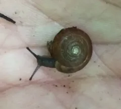 Pyramid Dome Snail thumbnail 2