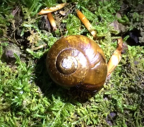 Copper Button Snail