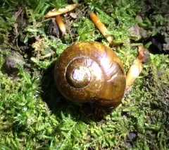 Copper Button Snail thumbnail 1
