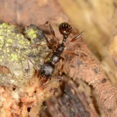 Pitch-black Collared Ant thumbnail 2
