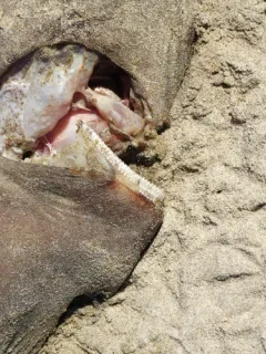 Pacific Sleeper Shark thumbnail 4