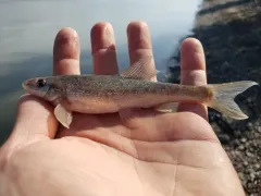 Leopard Dace thumbnail 3