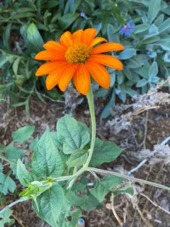 Red Sunflower thumbnail 4