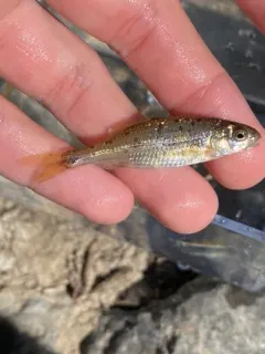 Umpqua Chub thumbnail 3