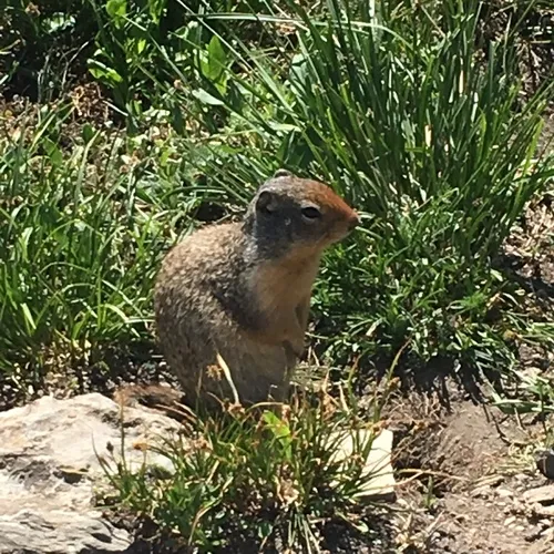 Columbian Ground Squirrel