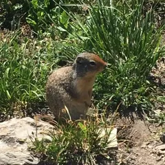 Columbian Ground Squirrel thumbnail 1