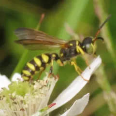 Cerceris sextoides thumbnail 2