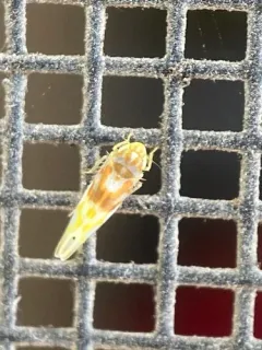 Eratoneura affinis thumbnail 2