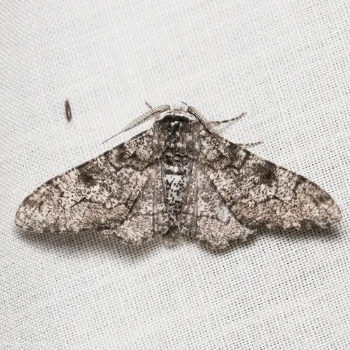 Peppered Moth