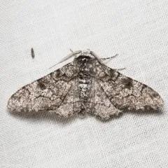 Peppered Moth thumbnail 1