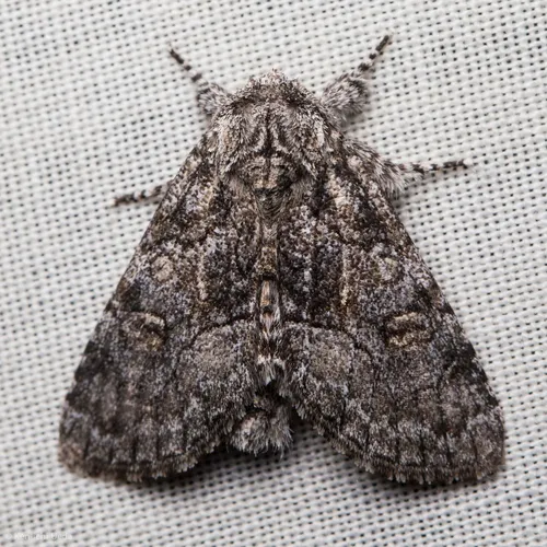 Brother Moth