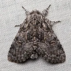 Brother Moth thumbnail 1