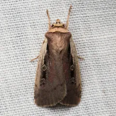 Flame-shouldered Dart thumbnail 2