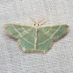 Blackberry Looper Moth thumbnail 2
