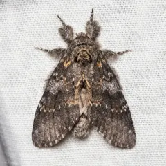 Angulose Prominent thumbnail 3