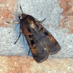 Pink-spotted Dart thumbnail 2