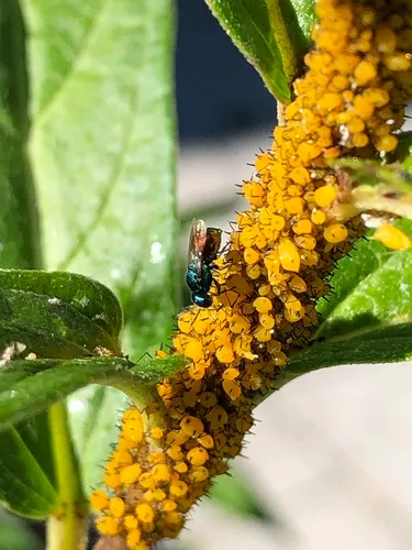 Omalus biaccinctus