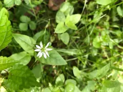 star chickweed thumbnail 2