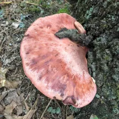 Beefsteak Polypore thumbnail 2