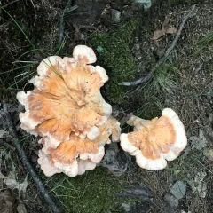 White-pored Chicken of the Woods thumbnail 4