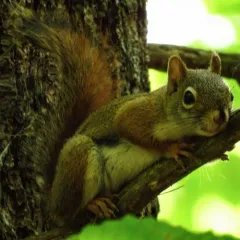 American Red Squirrel thumbnail 4