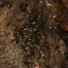 Pitch-black Collared Ant thumbnail 4