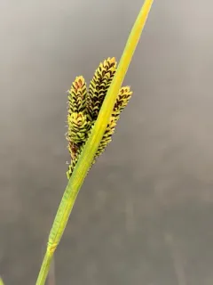 Goose-grass Sedge thumbnail 3
