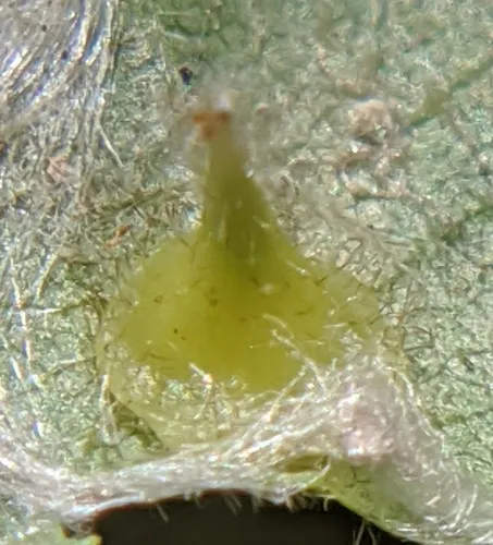 Caryomyia marginata