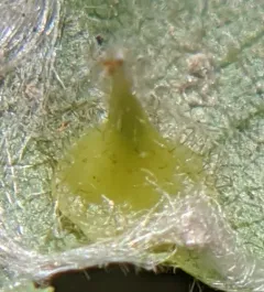Caryomyia marginata thumbnail 1