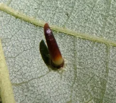 Hickory Awl-shaped Gall Midge thumbnail 2